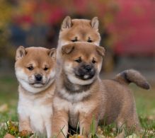 Beautiful Shiba Inu Puppies Ready Now text (251) 237-34