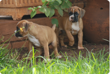 Boxer Puppies K C Reg From Show Lines. text (251) 237-34
