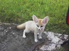 Fennec Foxes