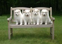 KC Registered Male and Female Samoyed Ready For Sale Puppies text (251) 237-34