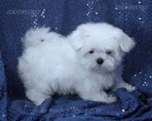 lovely Maltese male and female 3 months Puppies looking for good home