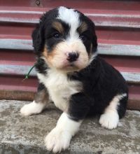 Potty and toilet Trained Bernese Mountain Puppies Ready for Sale text (251) 237-34