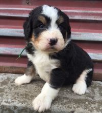 Potty trained Bernese Mountain Puppies Ready for Sale for Sale text (251) 237-34
