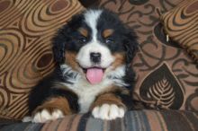 Potty Trained Bernese Mountain Puppies Ready for Sale text (251) 237-34