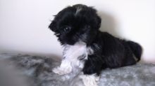 Quality Santosha Imperial Shih Tzu for Sale text (251) 237-34