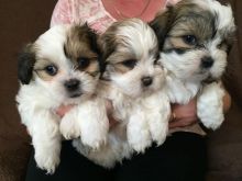 Shih Tzu Puppies for Re-homing