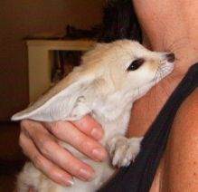 Sociable Fennec foxes