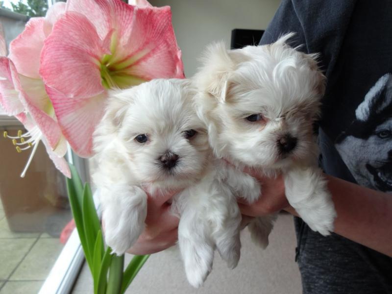 Adorable outstanding Maltese puppies Image eClassifieds4u