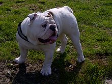 Available alapaha blueblood bulldog Image eClassifieds4u