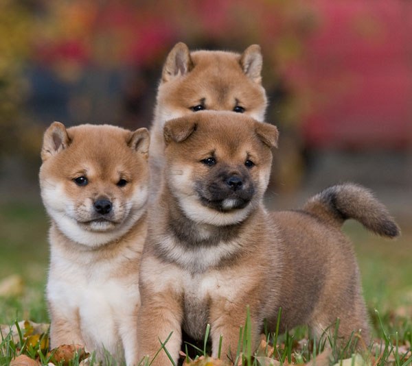Beautiful Shiba Inu Puppies Ready Now text (251) 237-34 Image eClassifieds4u