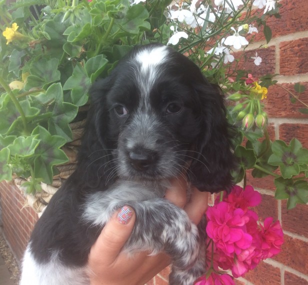 F1b Cavapoo Male And Female Puppies text (251) 237-34 Image eClassifieds4u