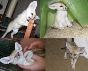 Fennec Foxes Image eClassifieds4u