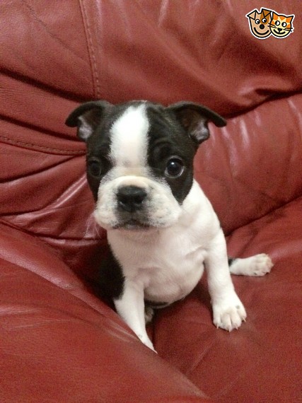 hc-hsf4 Clear Quality Boston Terrier Puppies Image eClassifieds4u