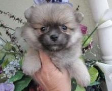 Adorable Pedigree Pomeranian Puppies Image eClassifieds4U