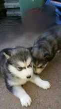 Beautiful Siberian husky puppies. Image eClassifieds4u 1