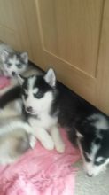 Beautiful Siberian husky puppies. Image eClassifieds4u 2