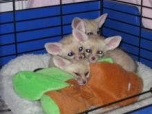 Fennec Foxes Image eClassifieds4U