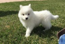 KC Registered Male and Female Samoyed Ready For Sale Puppies text (251) 237-34 Image eClassifieds4u 3