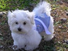 lovely Maltese male and female 3 months Puppies looking for good home Image eClassifieds4u 2