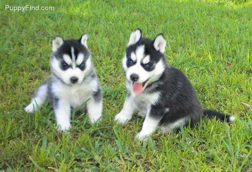 Nice Shih Tzu Puppies Image eClassifieds4u