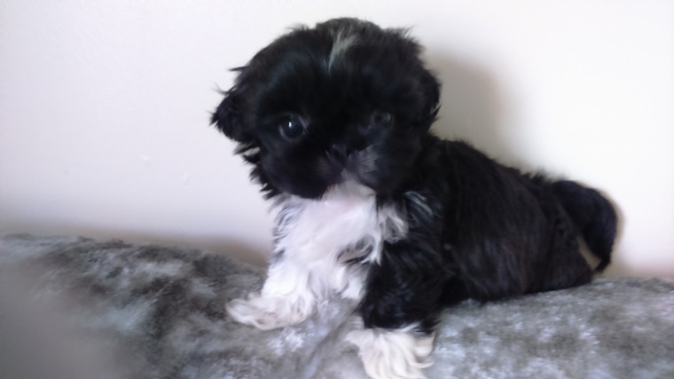 Quality Santosha Imperial Shih Tzu for Sale text (251) 237-34 Image eClassifieds4u