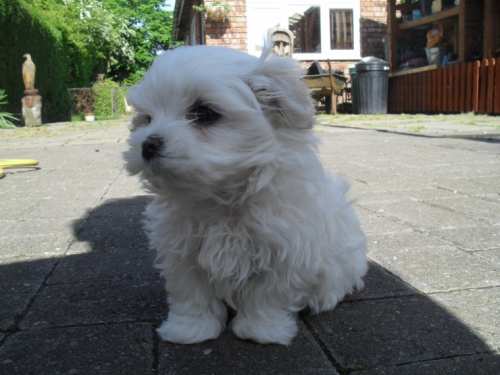 Rare Volpino X Pomeranian Pups Image eClassifieds4u