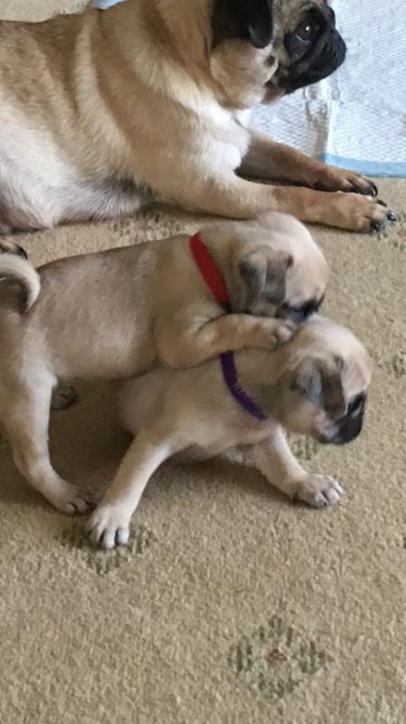 Sweet Pug puppies For You Image eClassifieds4u