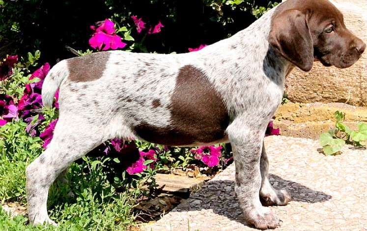 German Shorthaired Pointer Image eClassifieds4u