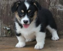 9 beautiful and attractive Pembroke Welsh Corgi puppies for sale