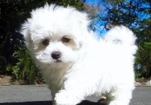 Absolutely stunning Maltese puppies for sale