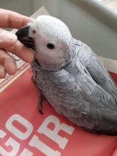 African grey parrots tame talking with cage and accesories amandalucys1@gmail.com