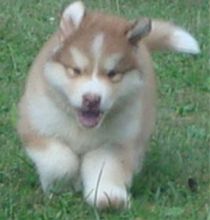 Alaskan Malamute puppies