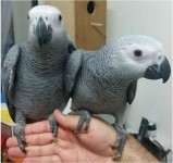 Cute Pair of African Grey Parrots//amandalucys1@gmail.com