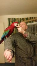 Green Winged Macaw//amandalucys.1@gmail.com