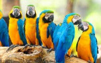 African Grey Parrots!//amandalucys1@gmail.com