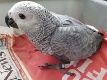 Beautiful African Grey Parrot///amandalucys1@gmail.com