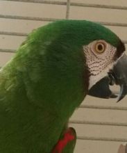 Beautiful Chestnut Fronted Macaw Parrot//amandalucys1@gmail.com