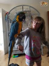 Lovely Macaw Love Kids And Dogs Extremely Clever//amandalucys1@gmail.com