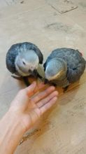 Congo Red Tail parrots//amandalucys1@gmail.com