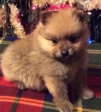 Amazingly trained Pomeranian puppies for loving homes