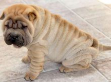 Bethany chinese shar pei puppy