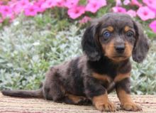 Billy dachshund puppy