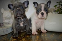 Blue & Tan And Black & Tan Carrier Pups