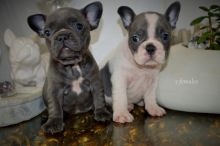 Blue Tan Sable Frenchie Puppies Ready Now!