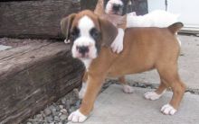 Champion Boxer puppies for sale