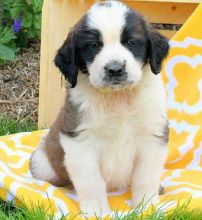 Clara saint bernard puppy