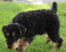 Diesel german hunt terrier puppy