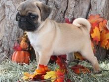 Good Pug puppies to share ideas with