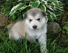 Gorgeous Alaskan Malamute puppies for loving homes
