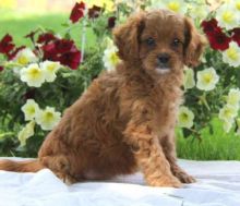 Here comes Freida, a lively Cavapoo puppy with a playful personality.